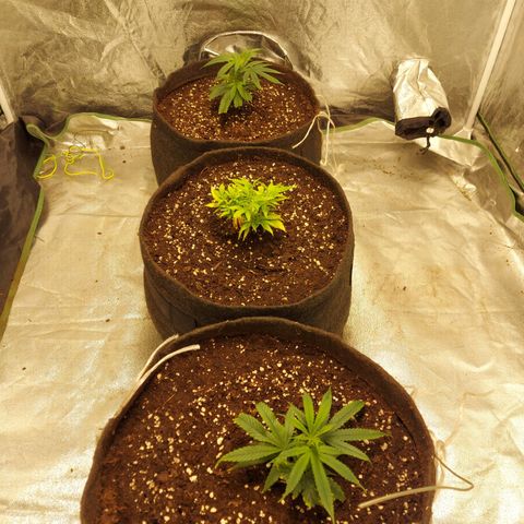 Smaler growlog timeline photo