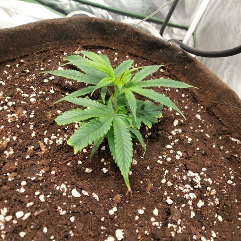 Smaler growlog timeline photo