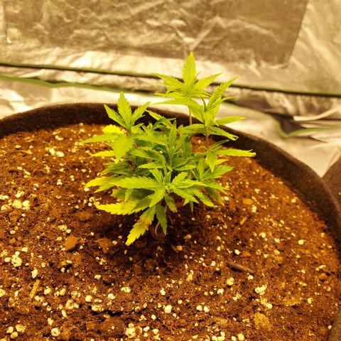 Smaler growlog timeline photo