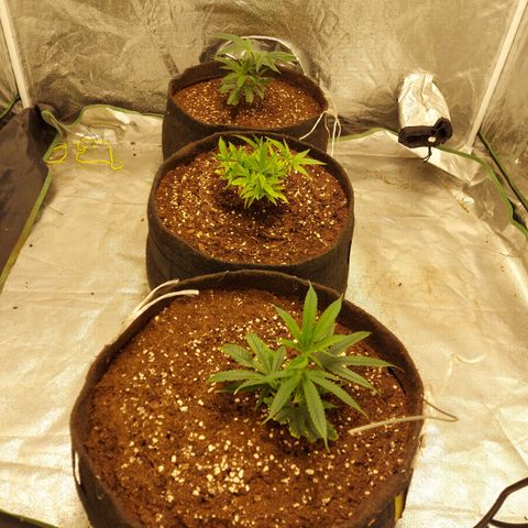 Smaler growlog timeline photo