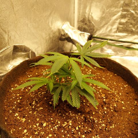 Smaler growlog timeline photo