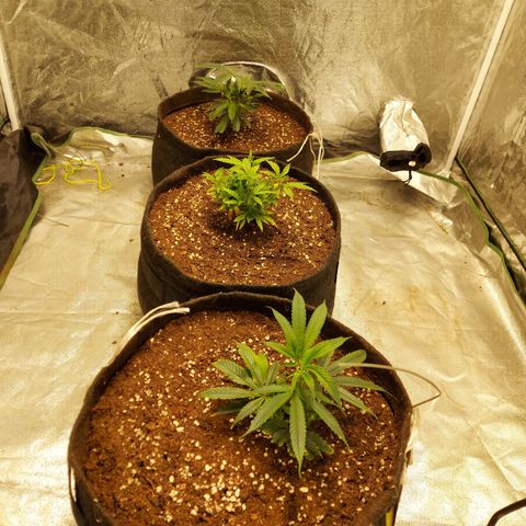 Smaler growlog timeline photo