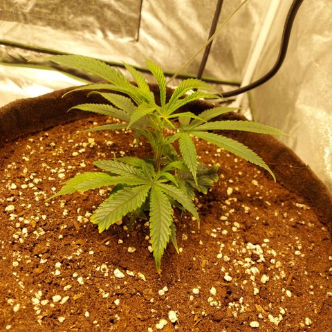 Smaler growlog timeline photo