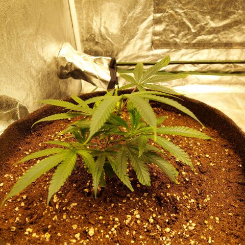 Smaler growlog timeline photo
