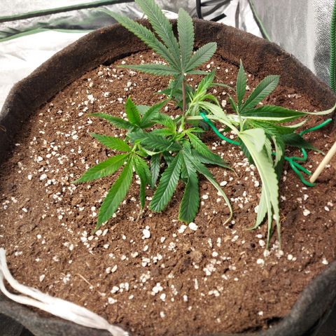 Smaler growlog timeline photo