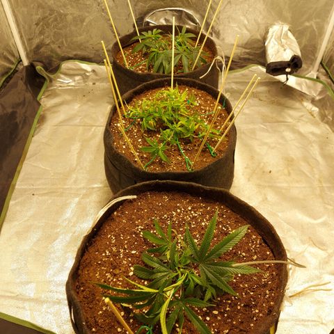 Smaler growlog timeline photo
