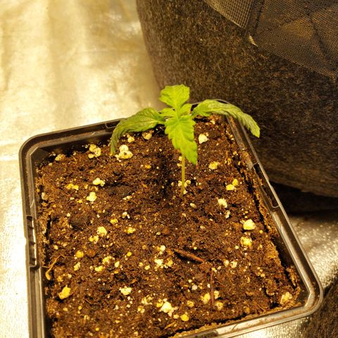 Smaler growlog timeline photo