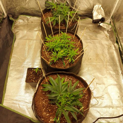 Smaler growlog timeline photo