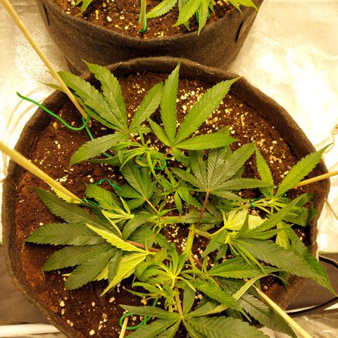 Smaler growlog timeline photo