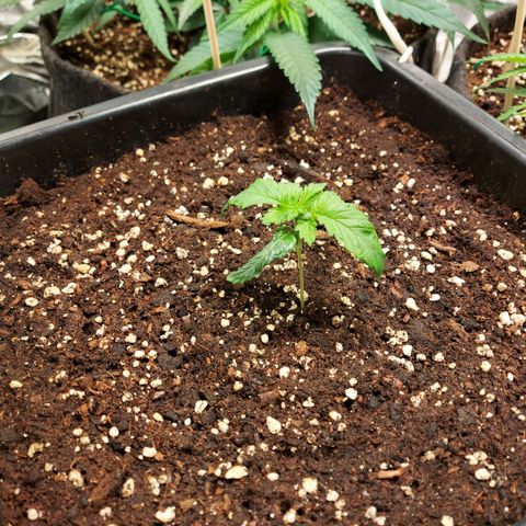 Smaler growlog timeline photo