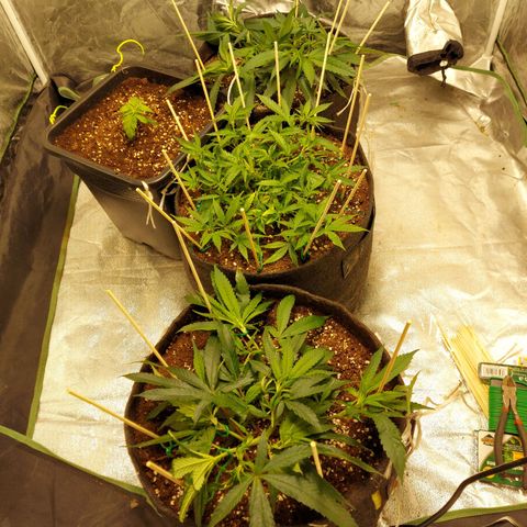 Smaler growlog timeline photo
