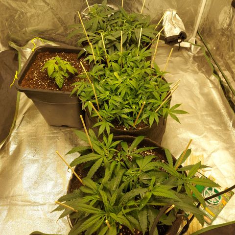 Smaler growlog timeline photo