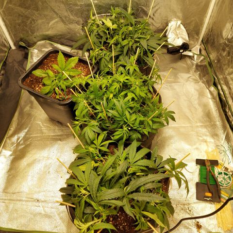 Smaler growlog timeline photo