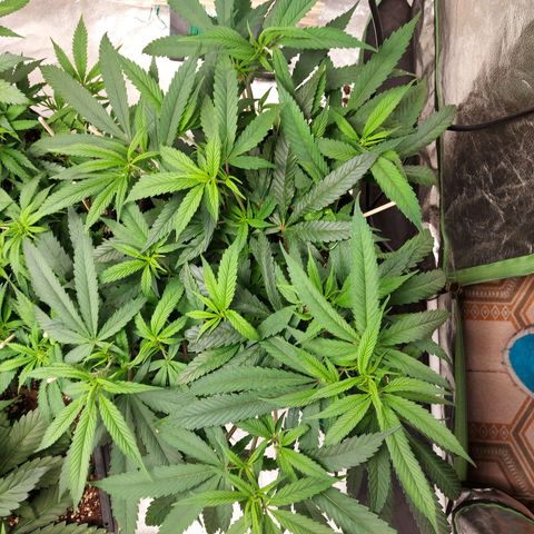 Smaler growlog timeline photo
