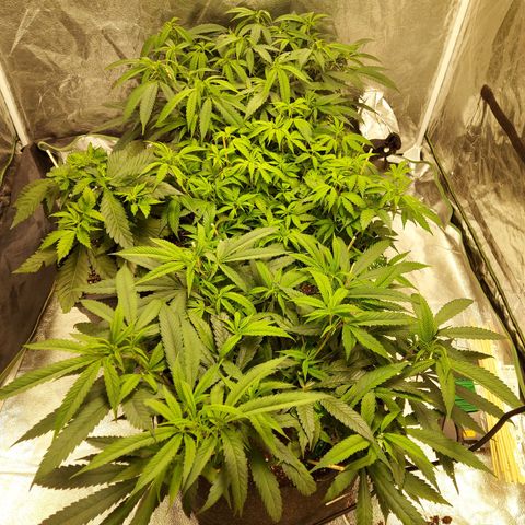Smaler growlog timeline photo