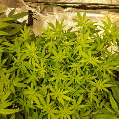 Smaler growlog timeline photo
