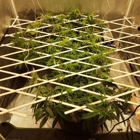 Smaler growlog timeline photo
