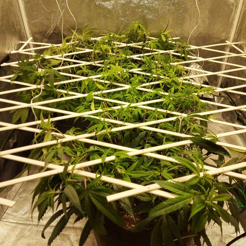 Smaler growlog timeline photo