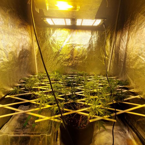 Smaler growlog timeline photo