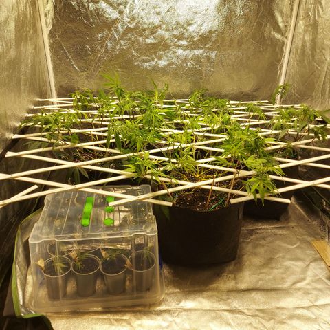 Smaler growlog timeline photo