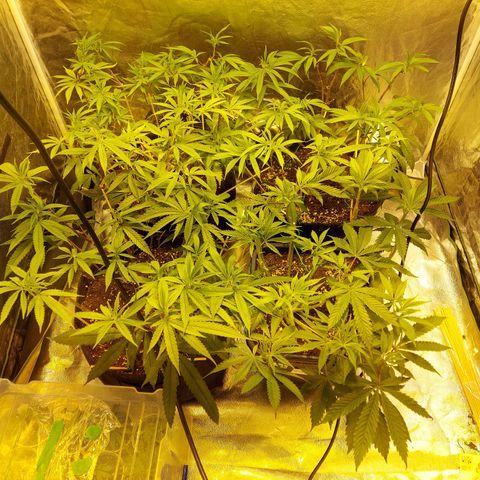 Smaler growlog timeline photo