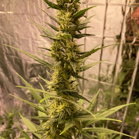Orange bud  growlog timeline photo