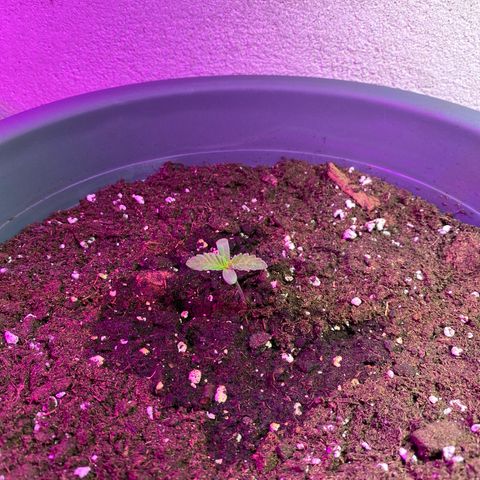 Skunk XL growlog timeline photo