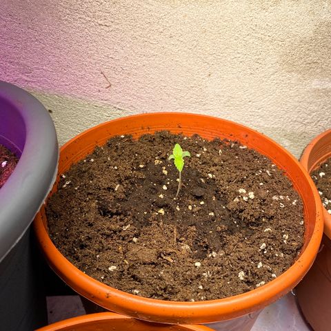 Skunk XL growlog timeline photo