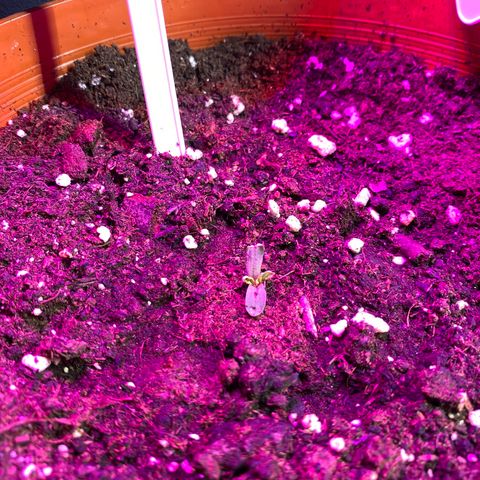 Fast Buds Pineapple Express automatic  growlog timeline photo
