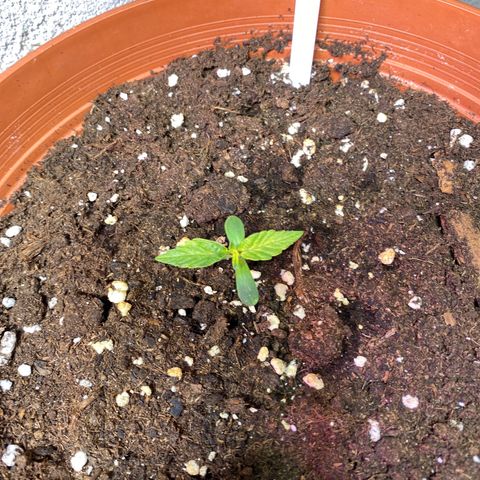 Fast Buds Pineapple Express automatic  growlog timeline photo