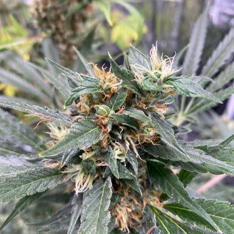 Orange bud  growlog timeline photo
