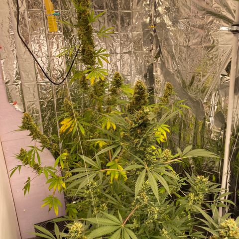 Orange bud  growlog timeline photo