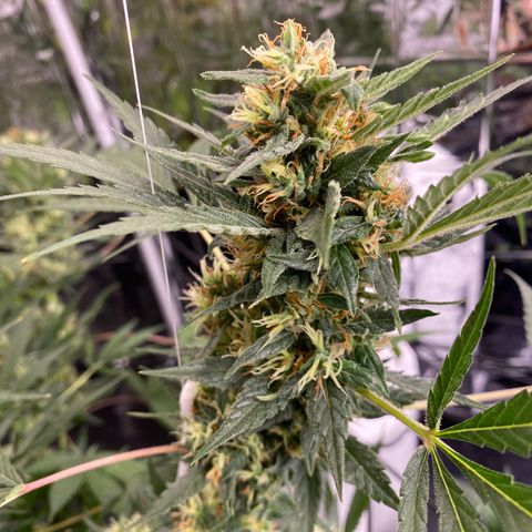 Orange bud  growlog timeline photo