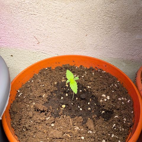 Skunk XL growlog timeline photo