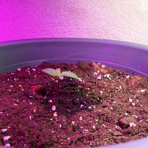 Skunk XL growlog timeline photo