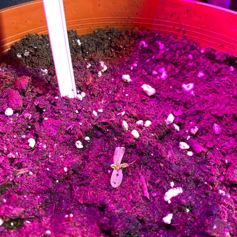 Fast Buds Pineapple Express automatic  growlog timeline photo