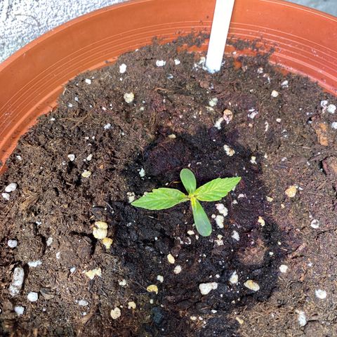Fast Buds Pineapple Express automatic  growlog timeline photo