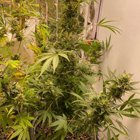 Orange bud  growlog timeline photo