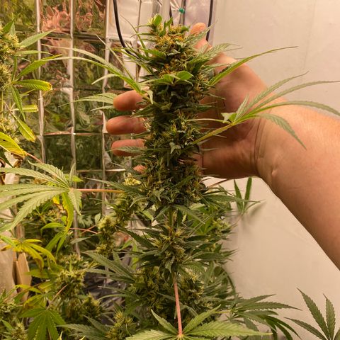 Orange bud  growlog timeline photo