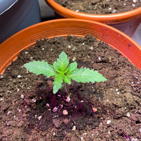 Skunk XL growlog timeline photo