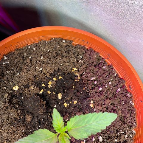 Skunk XL growlog timeline photo