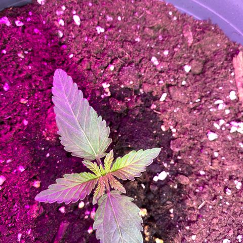 Skunk XL growlog timeline photo