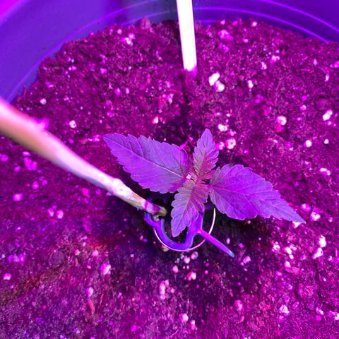 Skunk XL growlog timeline photo