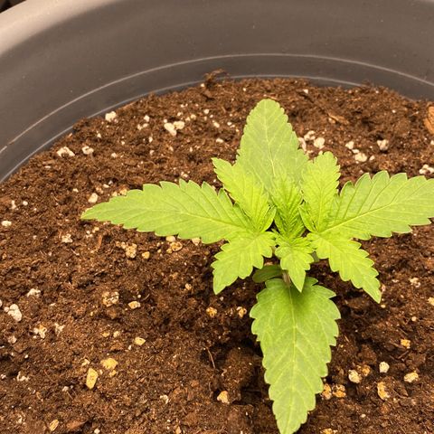 Skunk XL growlog timeline photo