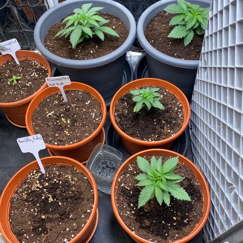 Skunk XL growlog timeline photo