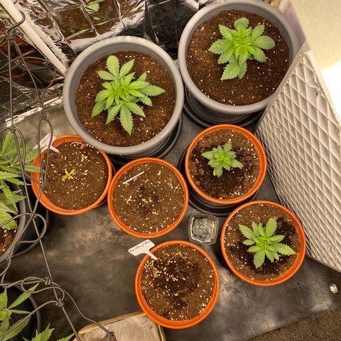 Skunk XL growlog timeline photo