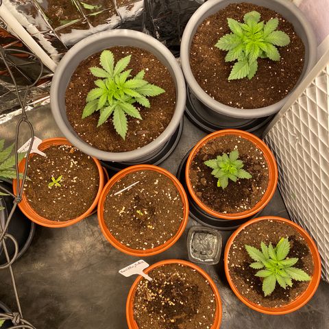 Skunk XL growlog timeline photo