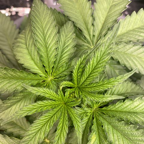 Skunk XL growlog timeline photo