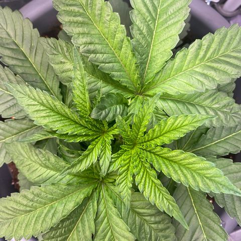 Skunk XL growlog timeline photo