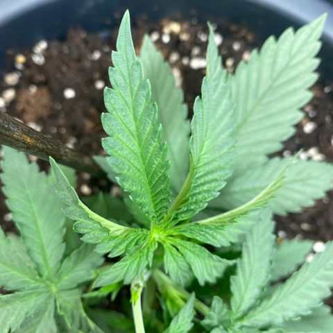 Skunk XL growlog timeline photo